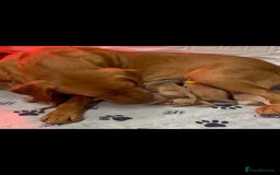 Labrador Retriever dogs for sale: 14 week labador  - Image 6