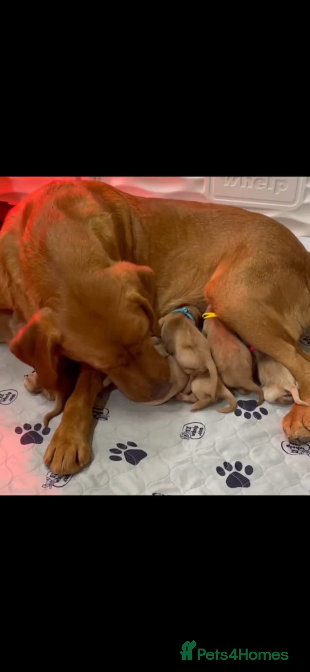 Labrador Retriever dogs for sale: 14 week labador  - Image 6