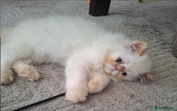 Persian cats for sale: Persian Himilayan Kittens For Sale GCCF Registered - Image 5