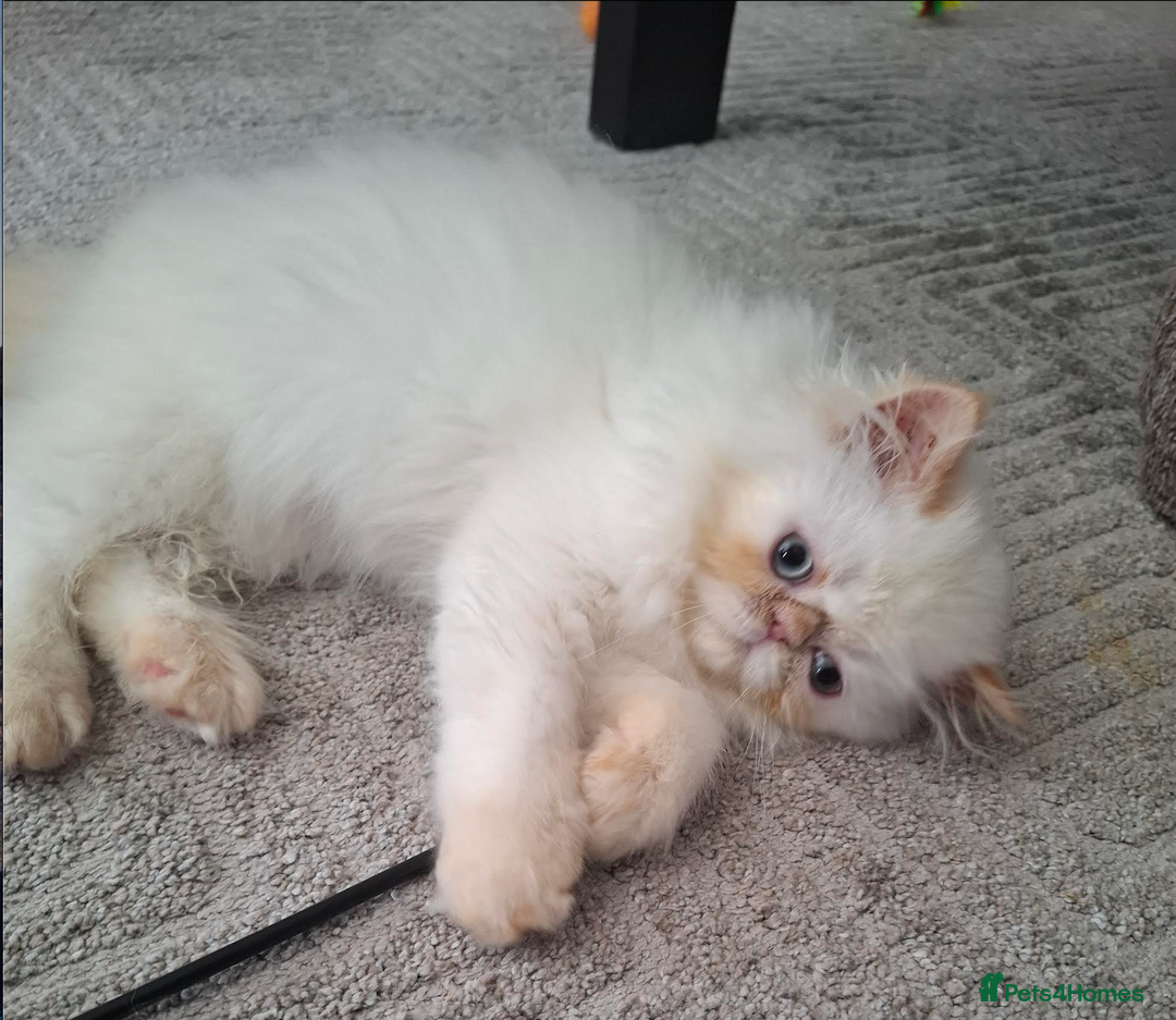 Persian cats for sale: Persian Himilayan Kittens For Sale GCCF Registered - Image 5