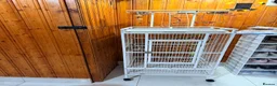 Budgerigars birds for sale: Two Budgies with Cage and Accessories in London - Advert 7