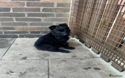 German Shepherd dogs for sale: Stunning top quality German shepherd puppies - Image 30