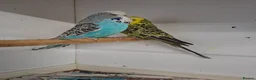 Budgerigars birds for sale: Young and adult budgies in Rotherham - Advert 3