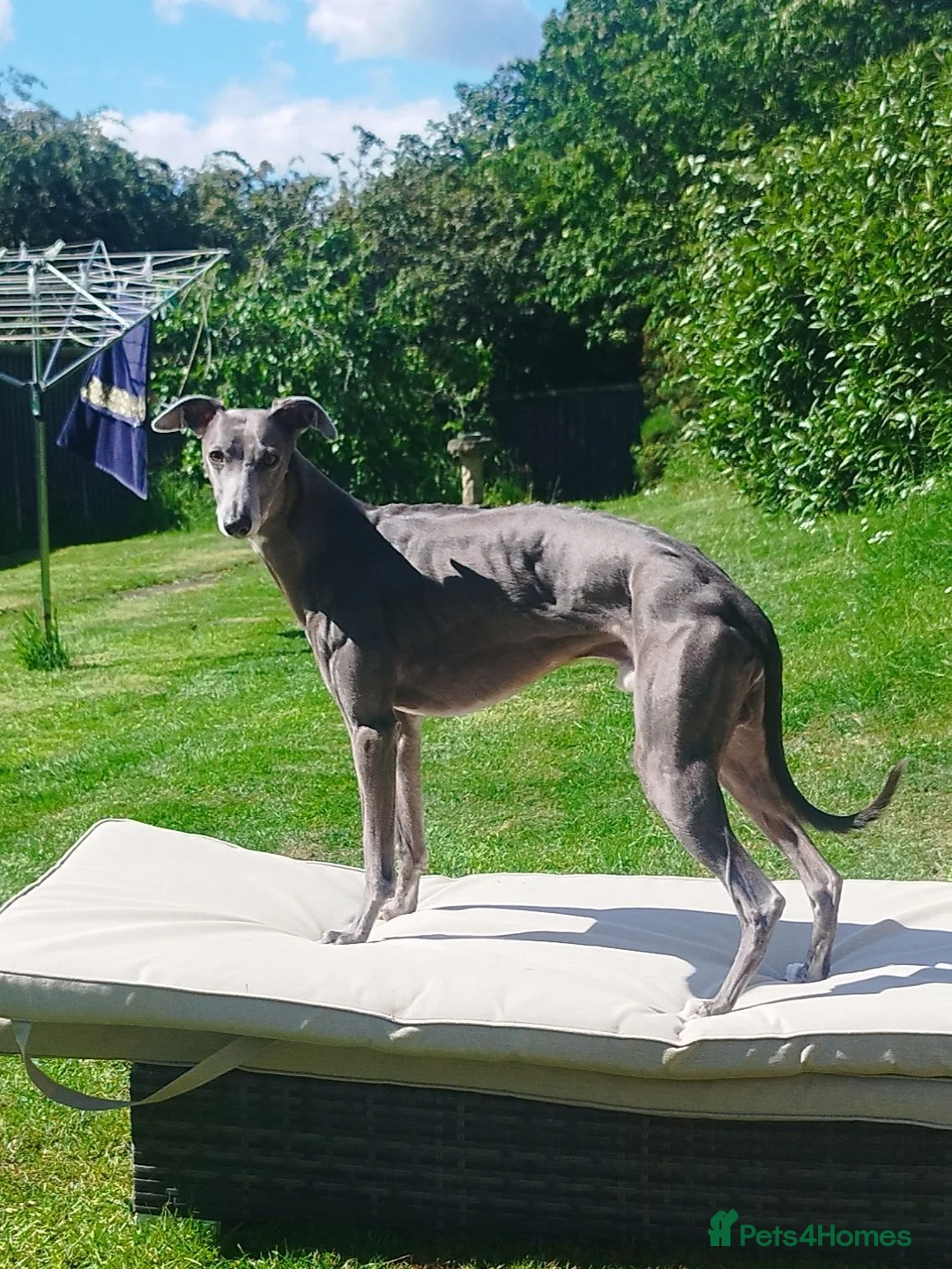 Whippet dogs for stud: Morse  - Advert 1