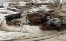 Dachshund dogs for sale: Minture dashund - Image 6
