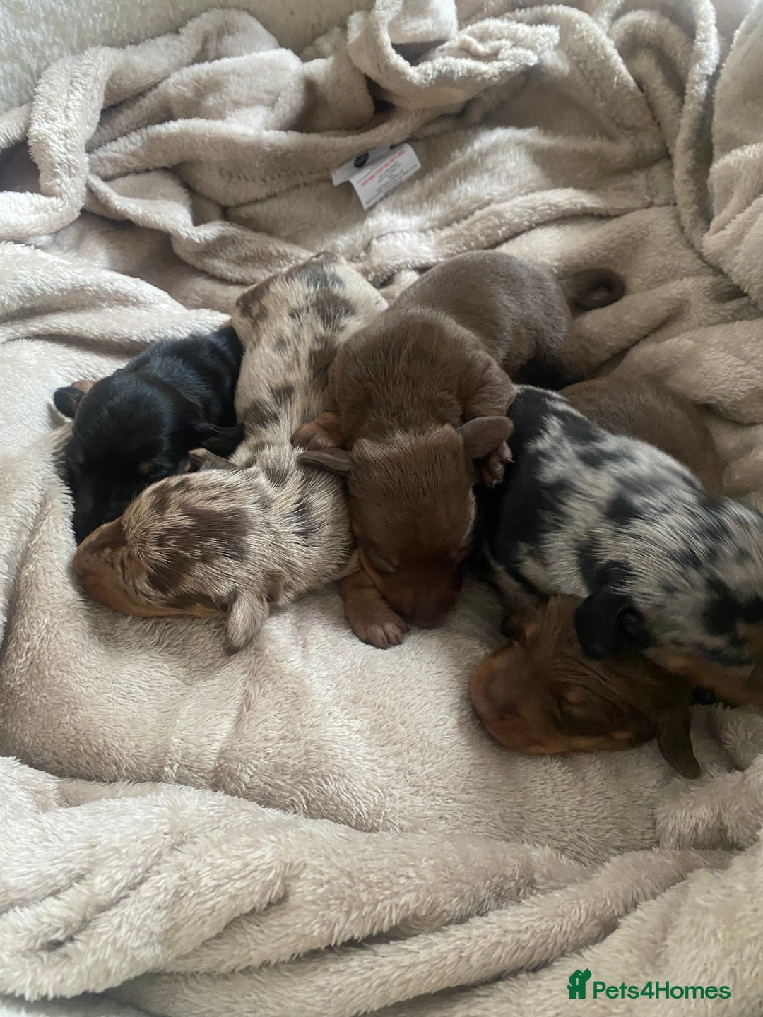 Dachshund dogs for sale: Minture dashund - Image 6