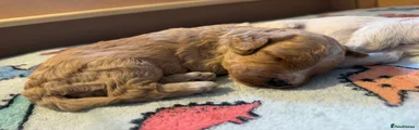 Cockapoo 6