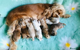 Cocker Spaniel dogs for sale: Show Type Health Tested, KC Reg puppies  - Image 6
