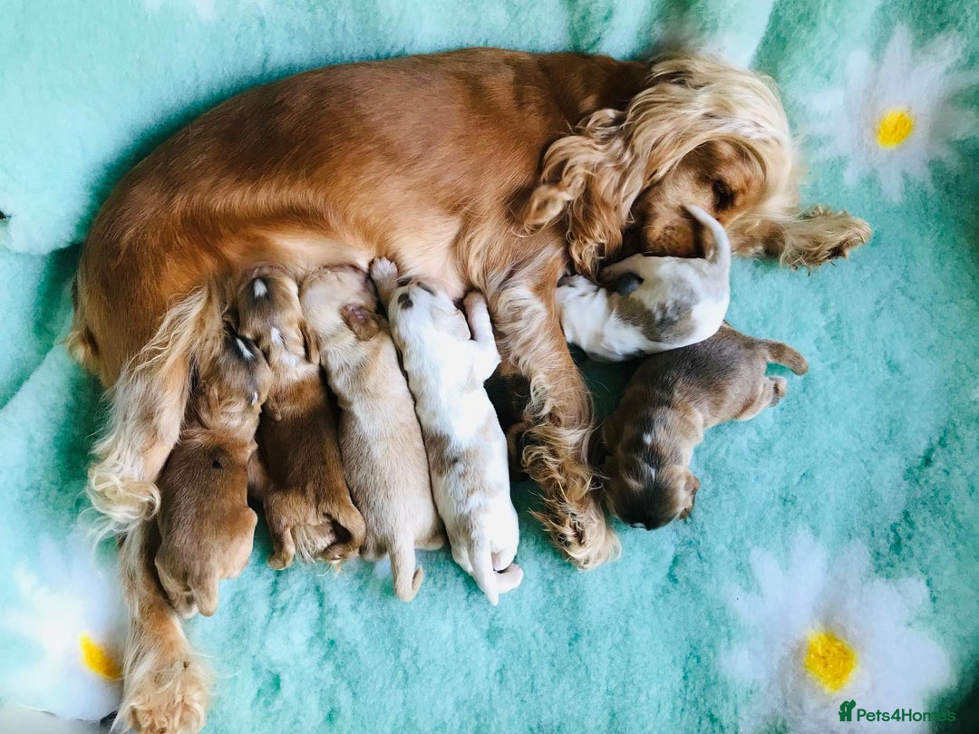 Cocker Spaniel dogs for sale: Show Type Health Tested, KC Reg puppies  - Image 6