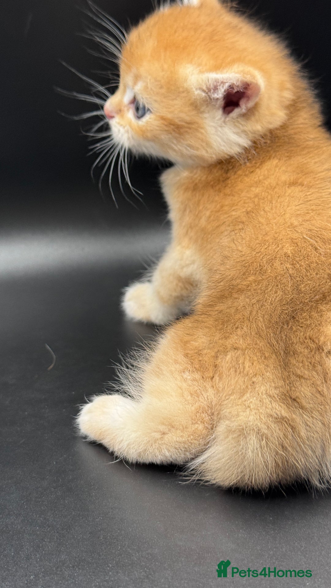 British Shorthair cats for sale: GCCF BSH GOLDEN BLACK TIPPED NY12 KITTENS - Image 15