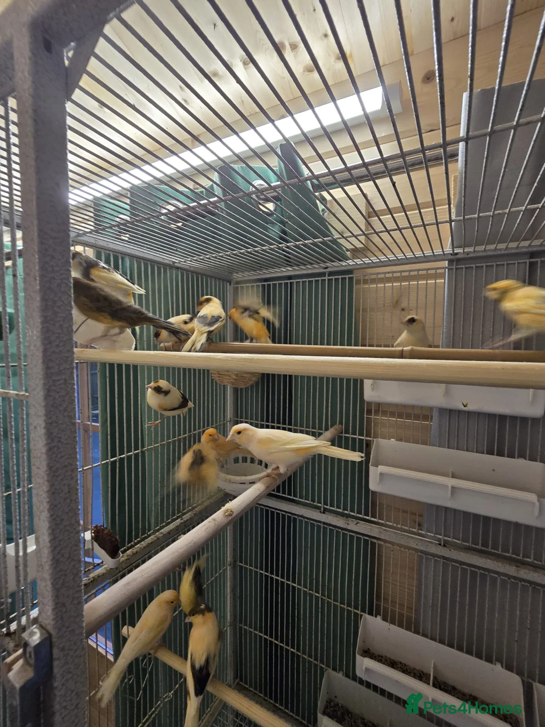 Canaries birds for sale: Beautiful healthy canaries for sale in Manchester  - Advert 9