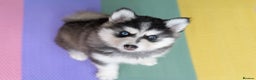 Pomsky dogs for sale: F3 Pomsky female Evie - Advert 11