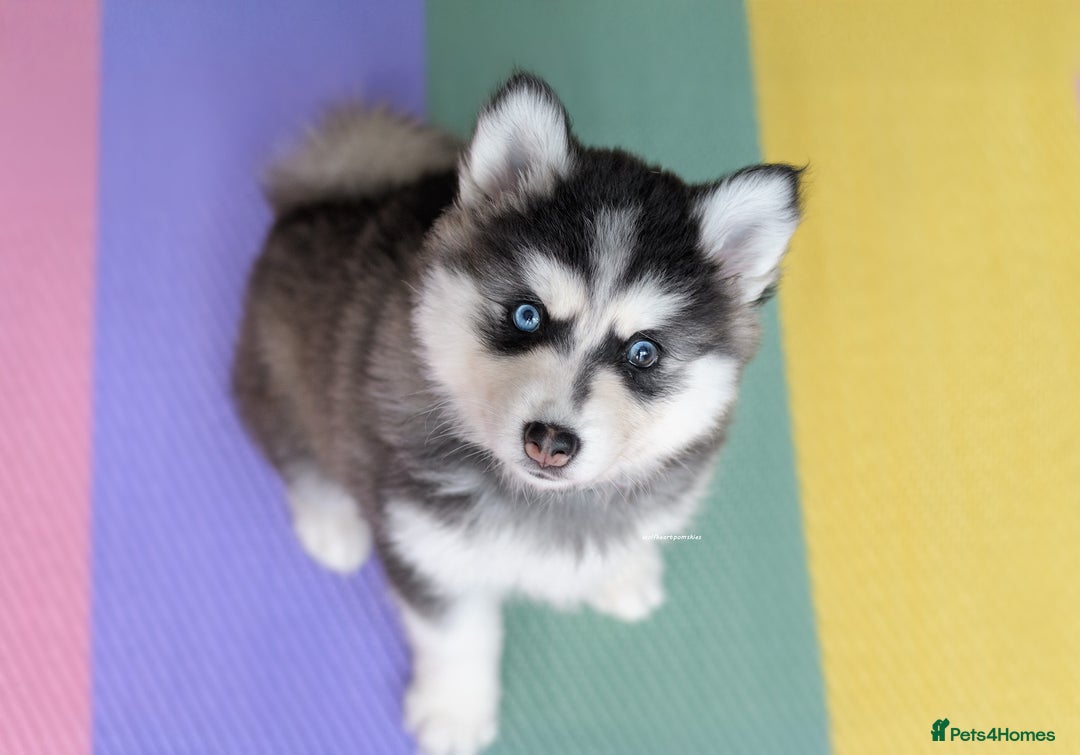 Pomsky dogs for sale: F3 Pomsky female Evie - Advert 11