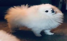 Pomeranian dogs for sale: Stunning Kc-reg boys 🌟🌟🌟🌟🌟 - Image 19