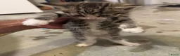 British Shorthair cats for sale: Kittens – Domestic Shorthair - Advert 30