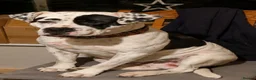 Mixed Breed dogs for sale: Loving Staffy x American Bulldog Pups - Ready Now  - Advert 9
