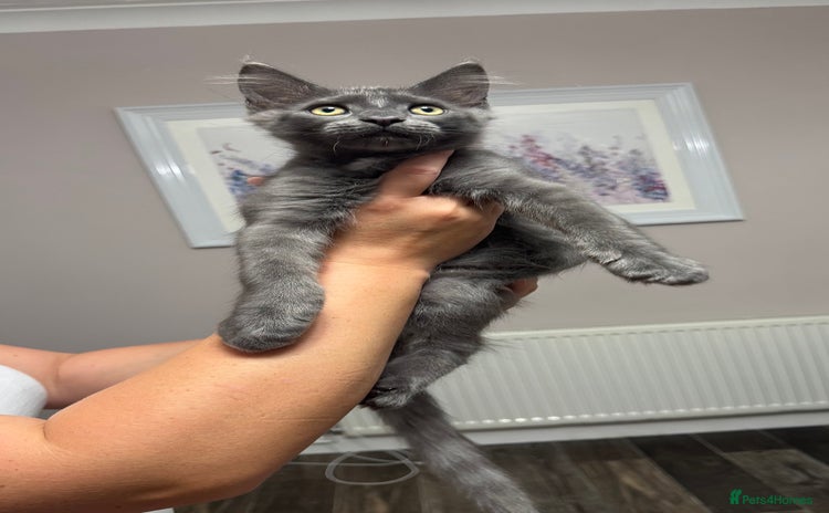 Maine Coon cats - Advert 4
