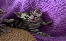 Bengal cats for sale: Stunning Silver Bengal Kittens 😻 - Image 21