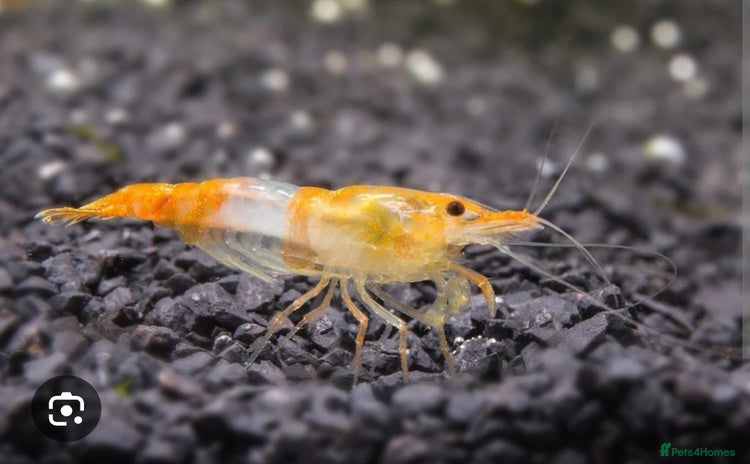 Shrimps fish - Advert 1