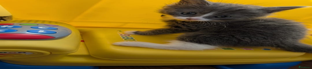 British Shorthair Kitten 5