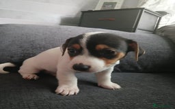 Jack Russell dogs for sale: Jack Russell puppies - Image 3