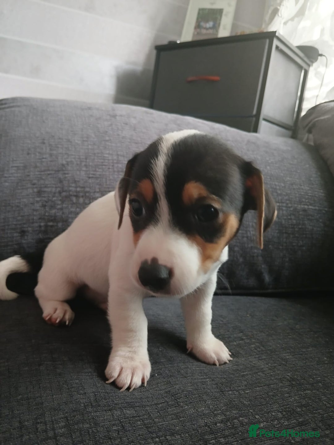 Jack Russell dogs for sale: Jack Russell puppies - Image 3