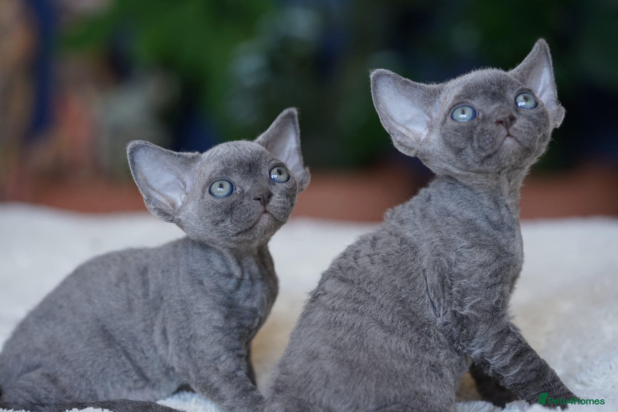 Devon Rex cats ❤️ Pure Line Devon Rex Kittens Available ❤️ - Advert 4