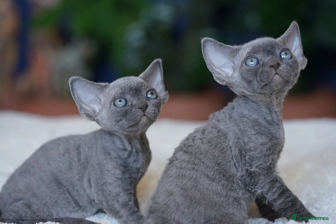 Devon Rex cats for sale: ❤️ Pure Line Devon Rex Kittens Available ❤️ - Advert 1