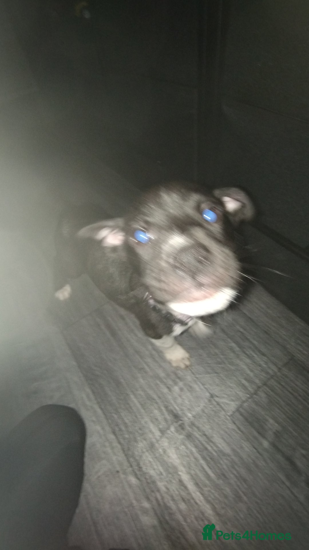 Mixed Breed dogs for sale: This is raven - Advert 2