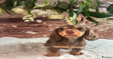 Miniature Dachshund dogs - Advert 1