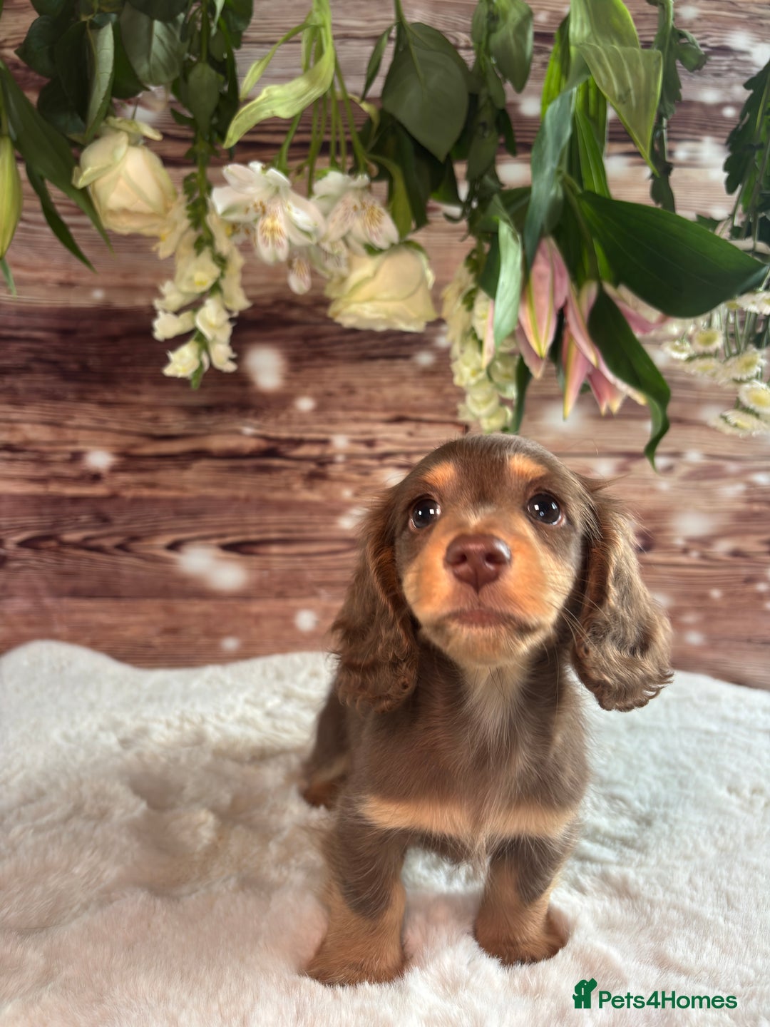 Miniature Dachshund dogs for sale: Outstanding long haired dachshund - Image 2