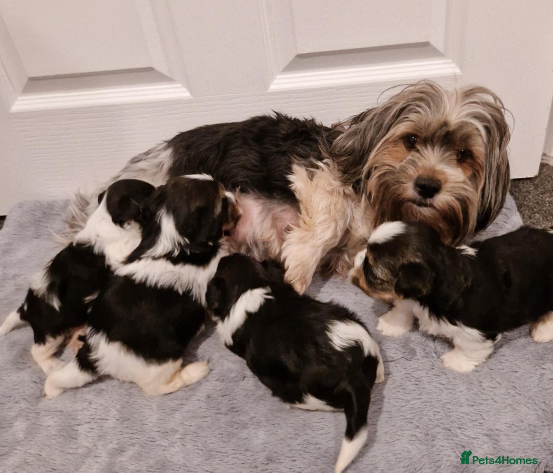 Biewer Terrier dogs for sale: Yorkshire Biewer Terrier Puppies - Advert 9