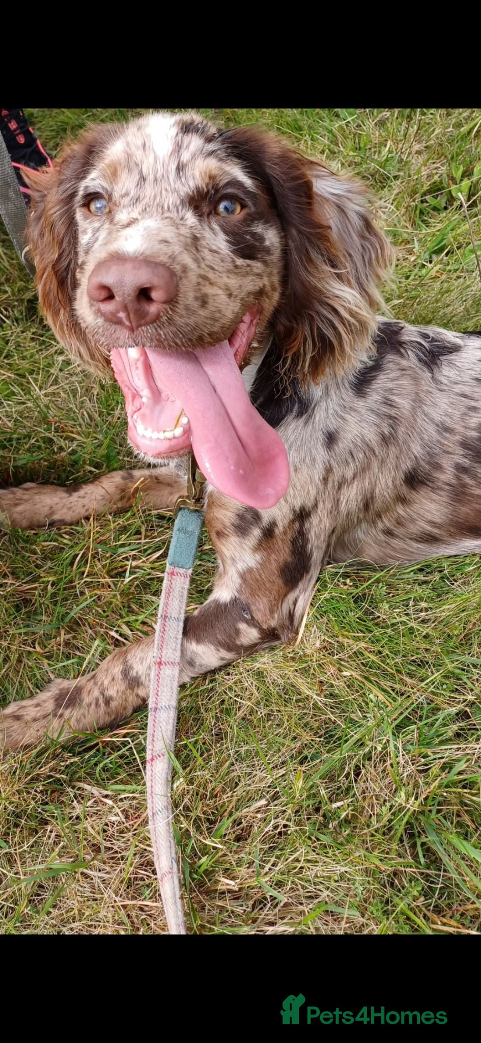 Cocker Spaniel dogs STUD working cocker spaniel  - Advert 1
