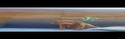 Rhodesian Ridgeback dogs for sale: Beautiful Rhodesian Ridgeback Puppies  - Advert 8