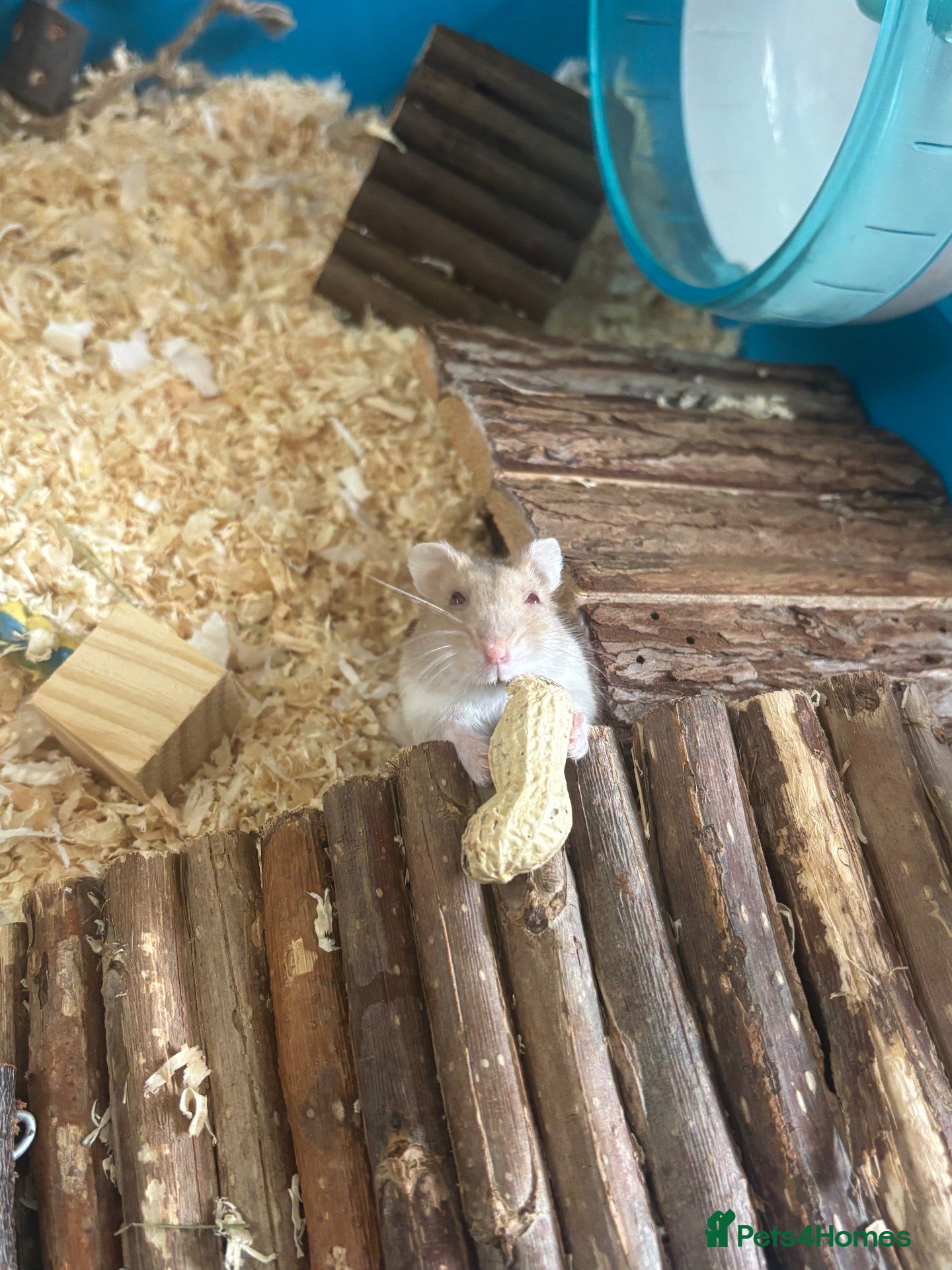 Hamster rodents female dwarf hamster  - Advert 1