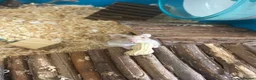 Hamster rodents for sale: female dwarf hamster  - Advert 1