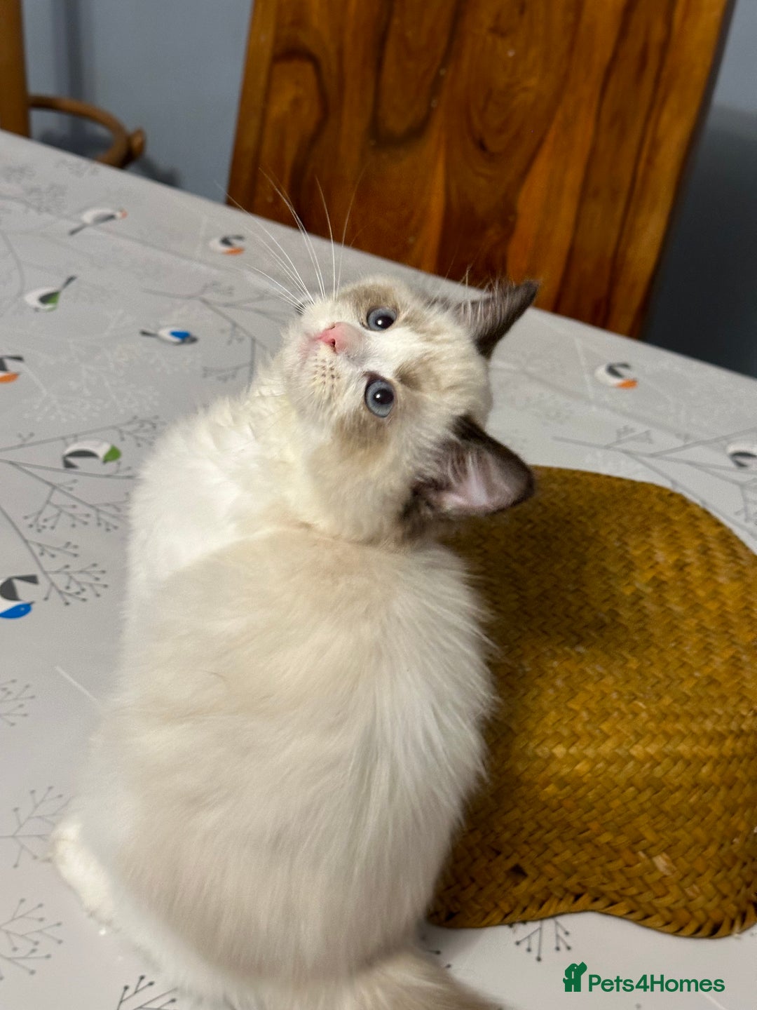 Ragdoll cats for sale: TICA Registered Ragdoll Kittens - Advert 9