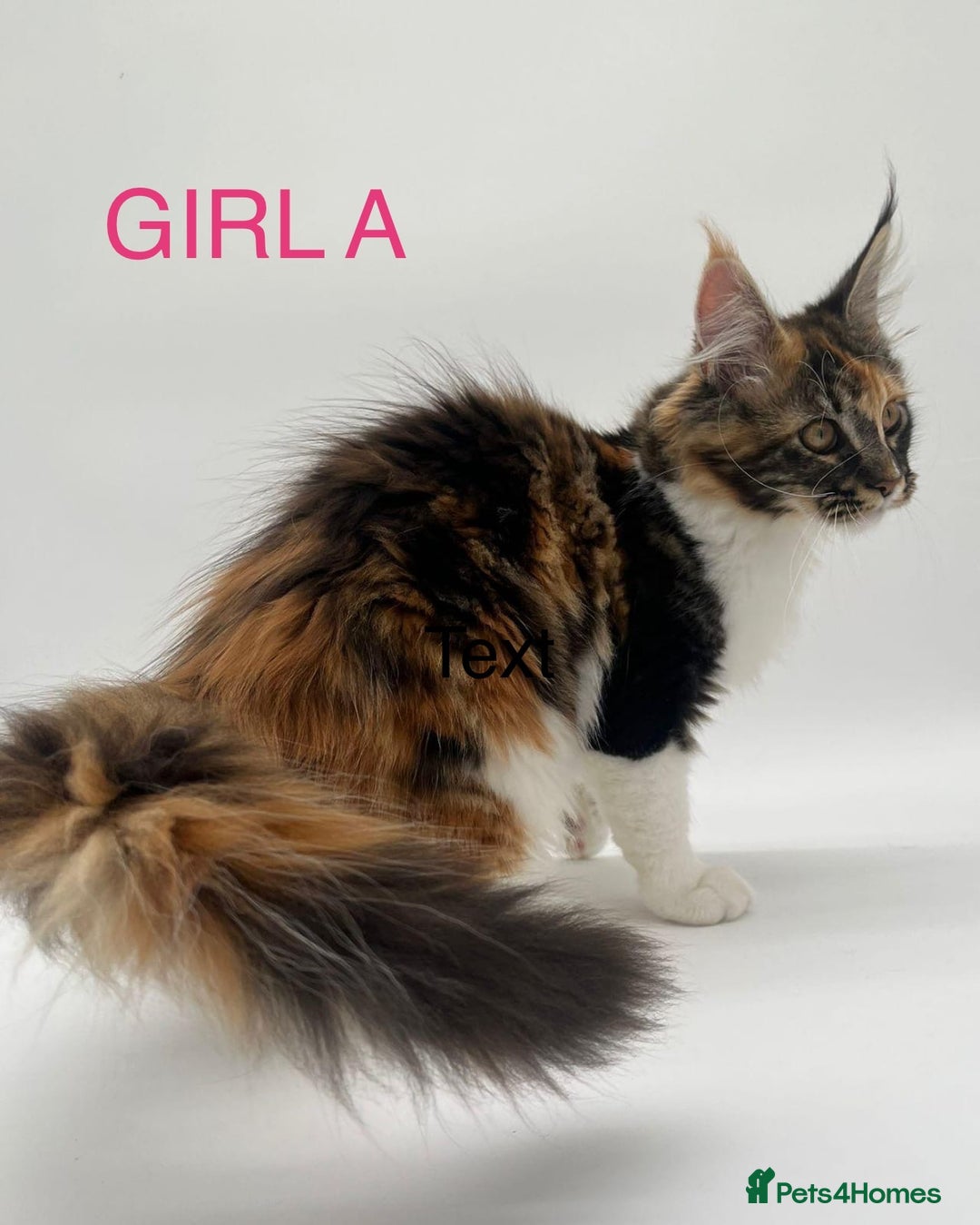 Maine Coon cats for sale: Ready Now - Beautiful Maine Coon Kittens in Nantwich - Image 3