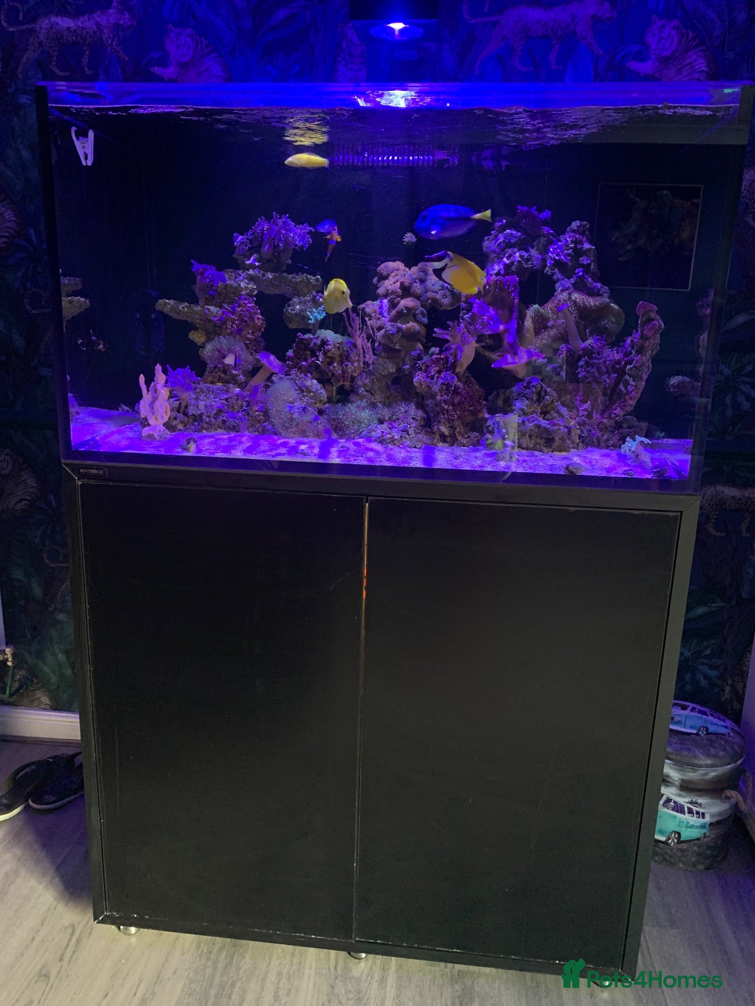 Shrimps fish Saltwater Marine Fish, complete set up - Advert 11