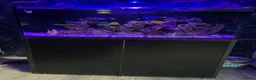 Shrimps fish for sale: Saltwater Marine Fish, complete set up - Advert 1