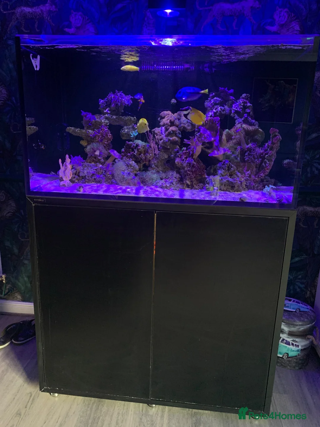 Shrimps fish for sale: Saltwater Marine Fish, complete set up - Advert 1