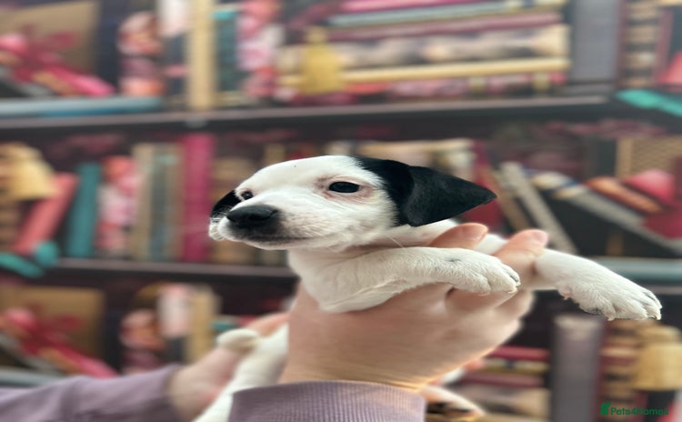 Jack Russell dogs - Advert 6