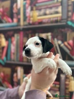 Jack Russell dogs - Advert 12