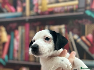 Jack Russell dogs **Traditional Jack Russell** - Advert 14