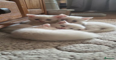 Mixed Breed cats - Advert 11