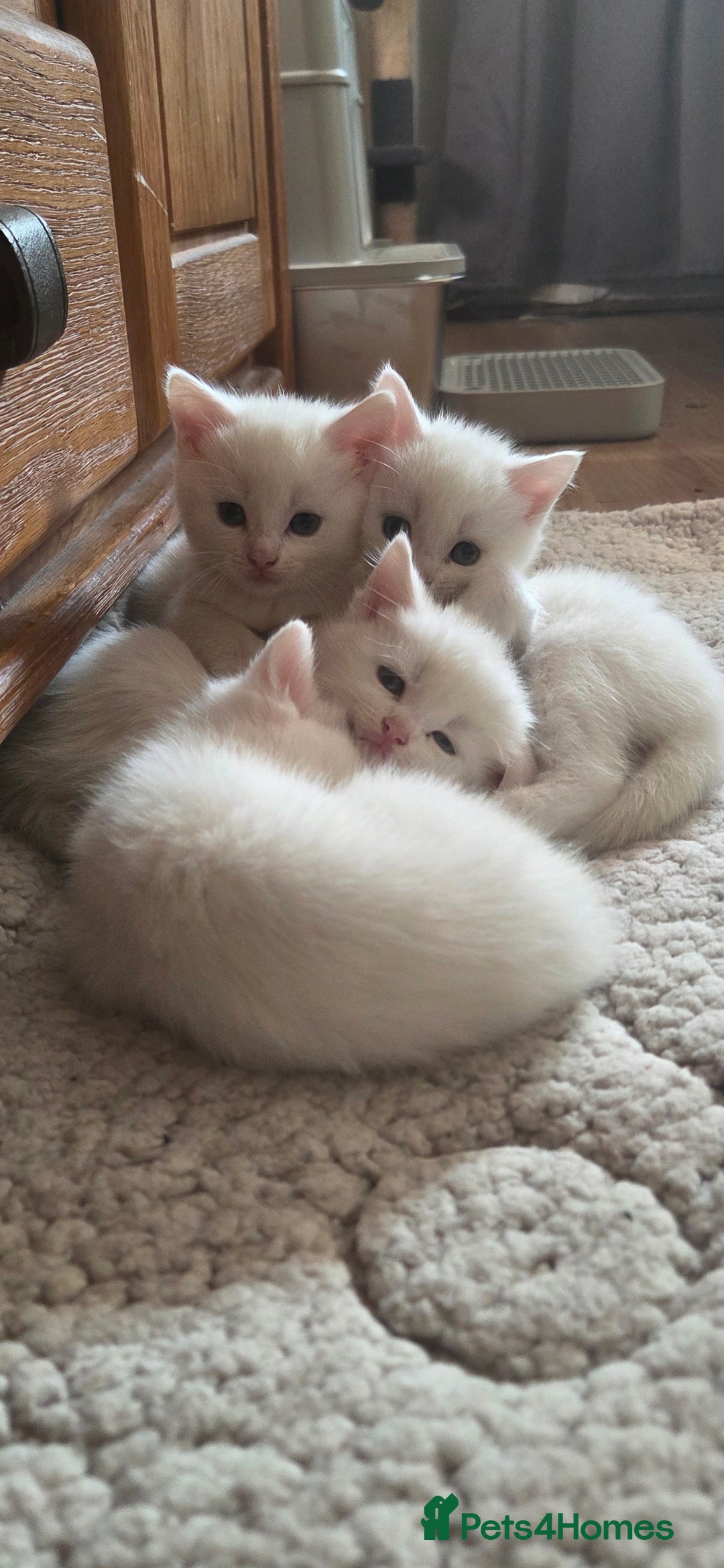 Mixed Breed cats for sale: Pure white kittens Mainecoon x - Image 3