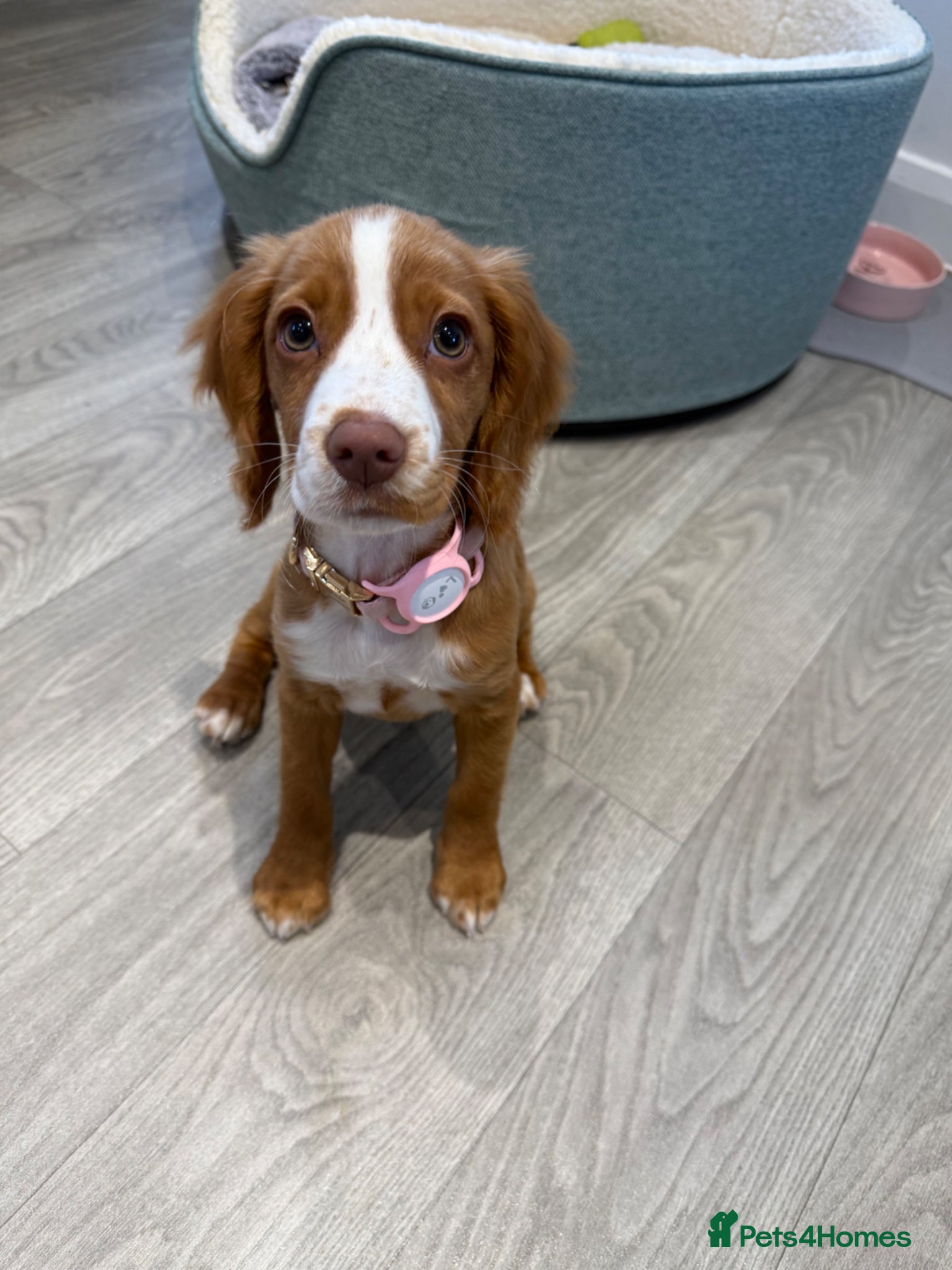 Cocker Spaniel dogs Lizzie - Advert 1