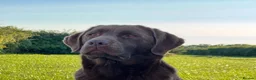 Labrador Retriever dogs for sale: KC REG CHOCOLATE LABRADOR PUPPIES  - Advert 13