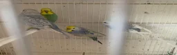 Budgerigars birds for sale: Budgies - Advert 5
