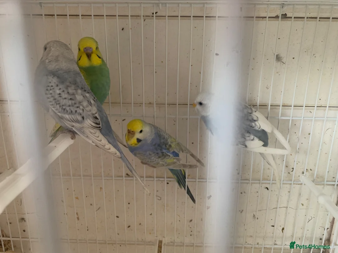 Budgerigars birds for sale: Budgies - Advert 5